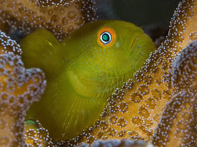  Paragobiodon xanthosomus (Emerald Coral Goby)